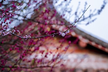 梅花-32