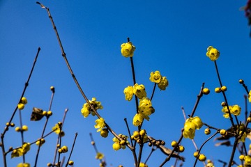 梅园腊梅-8