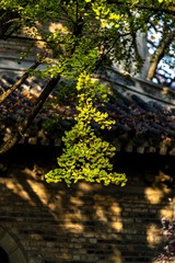 灵谷寺秋色-284