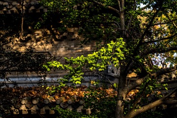 灵谷寺秋色-269