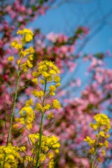 闵行体育公园花草-180