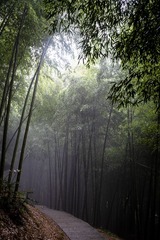 安吉竹林22