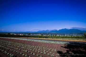 富良野-61