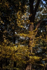 灵谷寺秋色-32