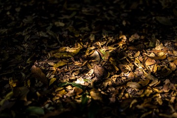 灵谷寺秋色-10
