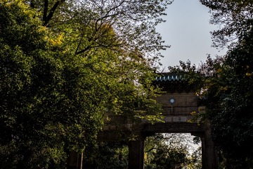 灵谷寺秋色-49