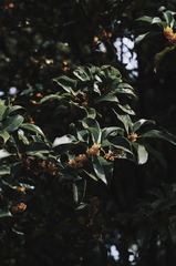 FD7113A9-C68C-4BD2-9700-E1B8430A69B2/L0/001