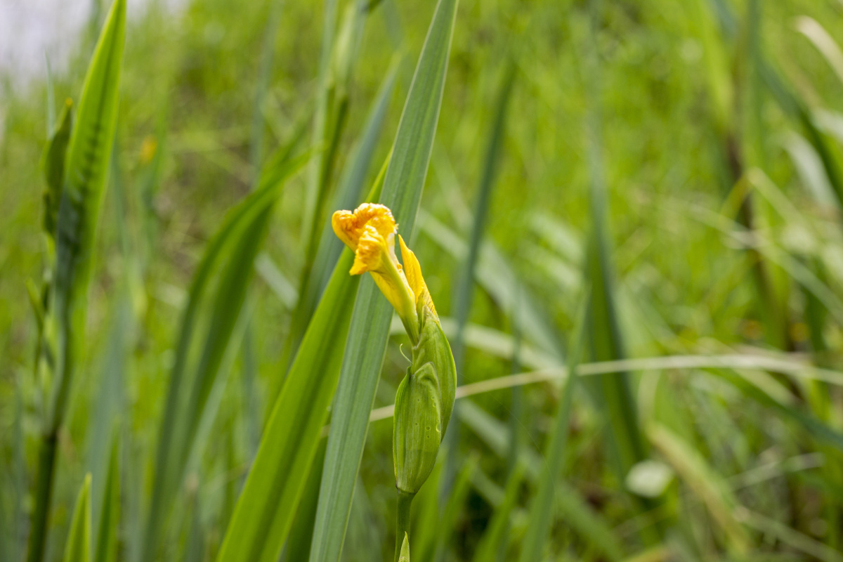黄菖蒲别名水烛水生鸢尾黄花鸢尾