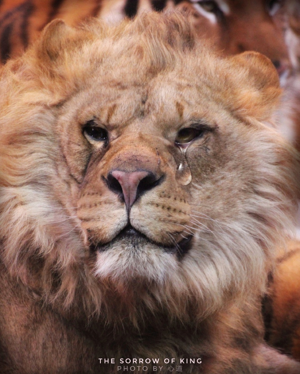 王的悲哀 - 心道_desmond - 图虫