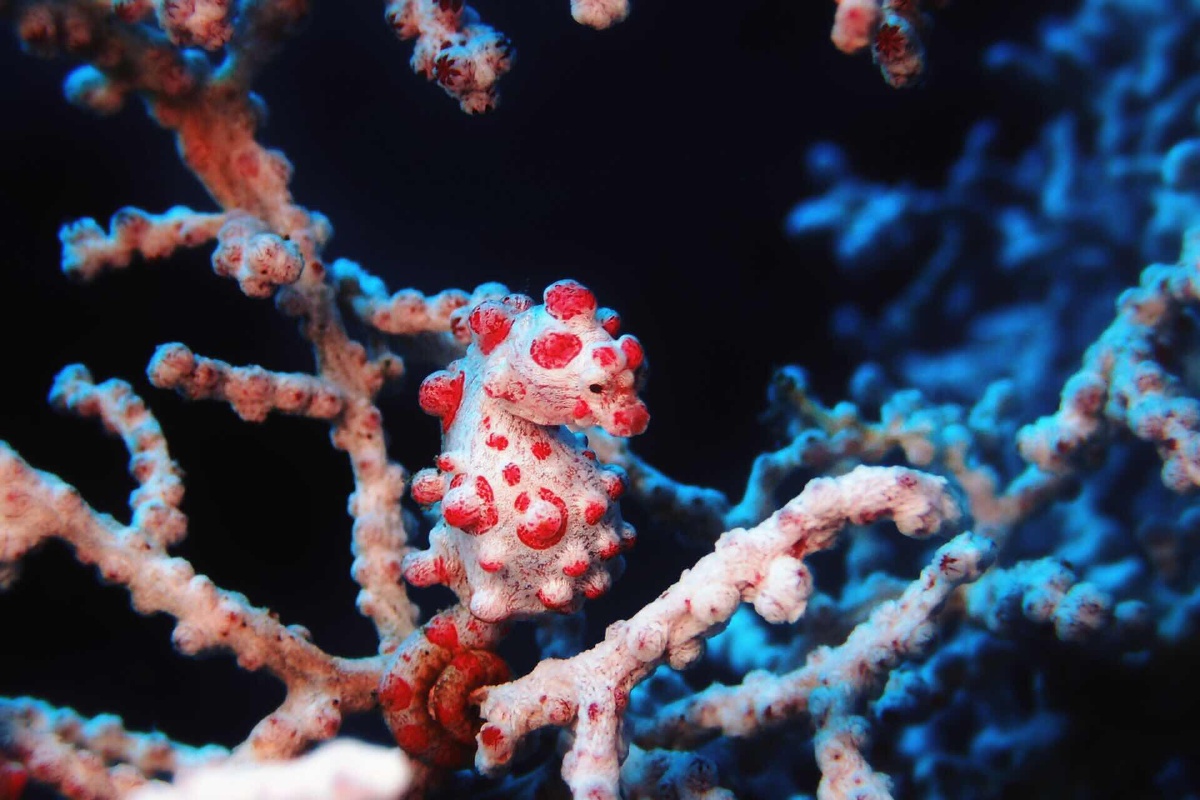 豆丁海马 - teatia - 图虫