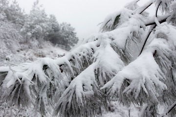 雪