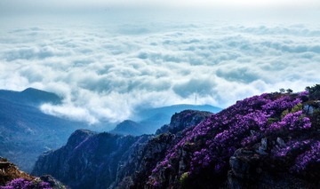 高山杜鹃云海