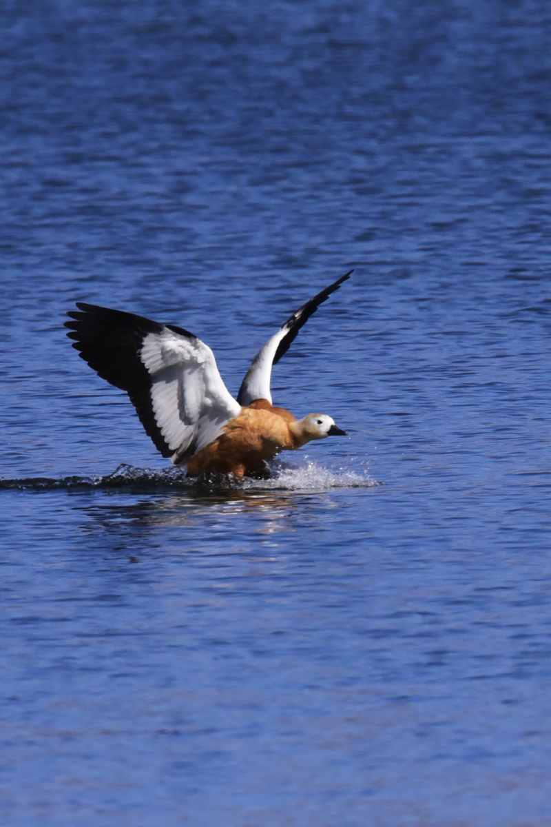 野生动物鸟湖泊鸭水域1/127踏雪寻梅zps2020年10月24日1057关注黄鸭