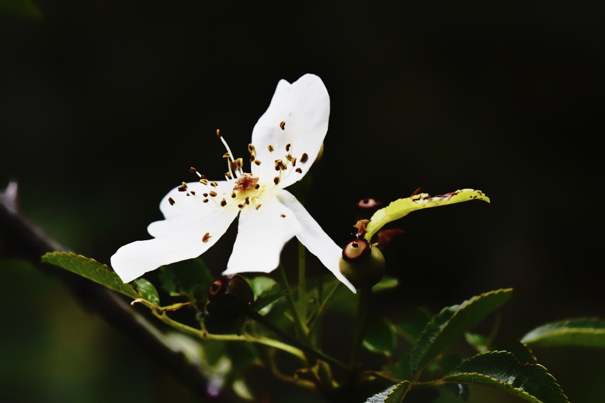 踏雪寻梅zps2020年10月10日697关注苦刺花自然摄影小