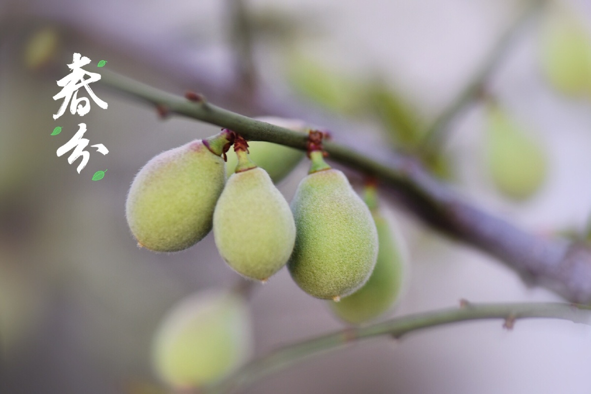 春分青梅如豆柳如眉