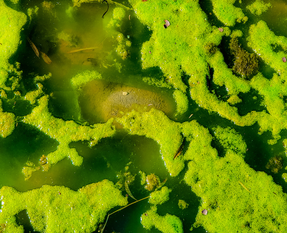 不起眼的小角落之河藻