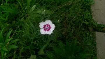 IMAG0011