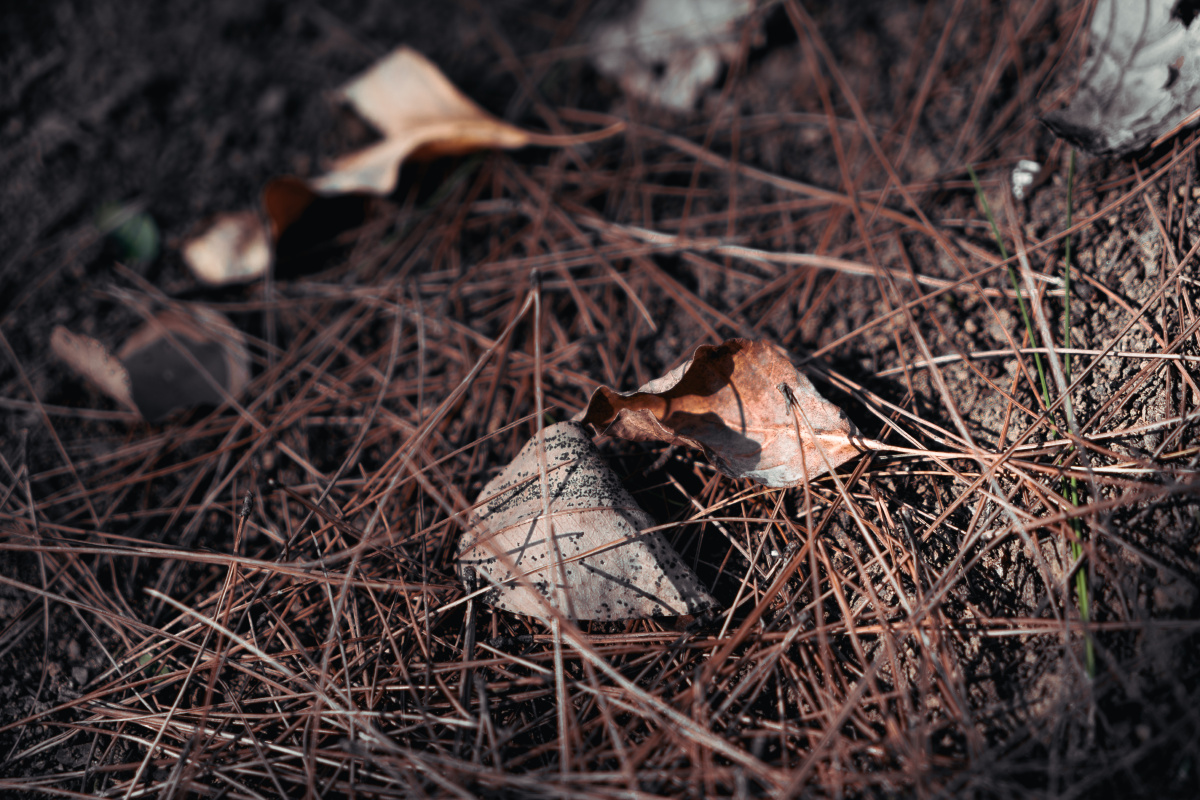 松针和落叶