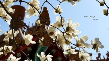2016_0326_北京_西钓鱼台_玉兰
