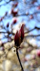 2016_0328_北京_西钓鱼台_玉兰