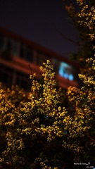 2016_0330_北京_阜成路95号院_夜景