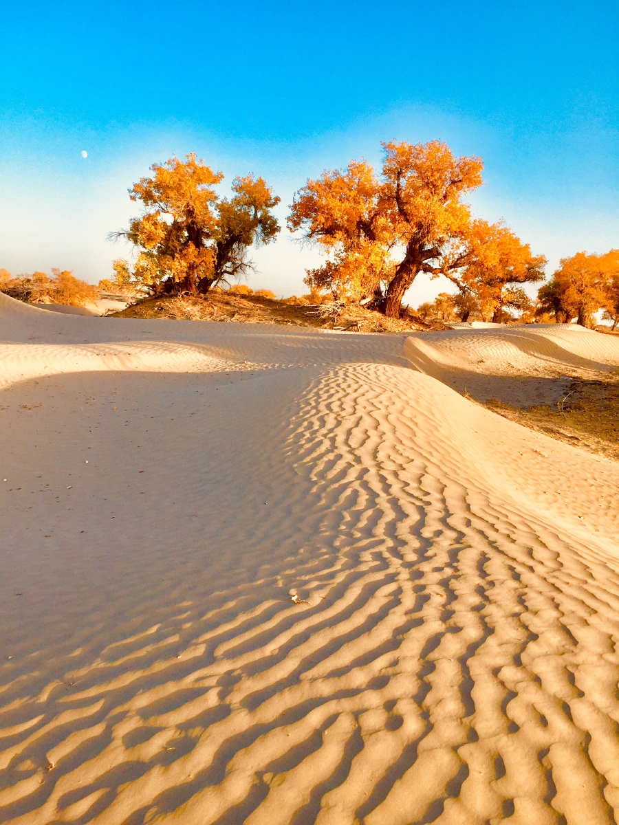金色沙漠胡杨