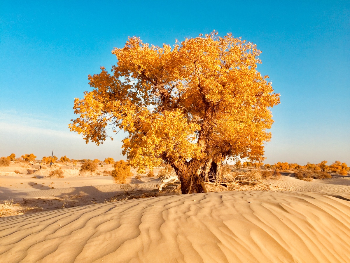 金色沙漠胡杨