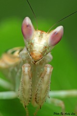 花螳螂