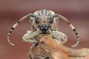 Longhorned Beetle