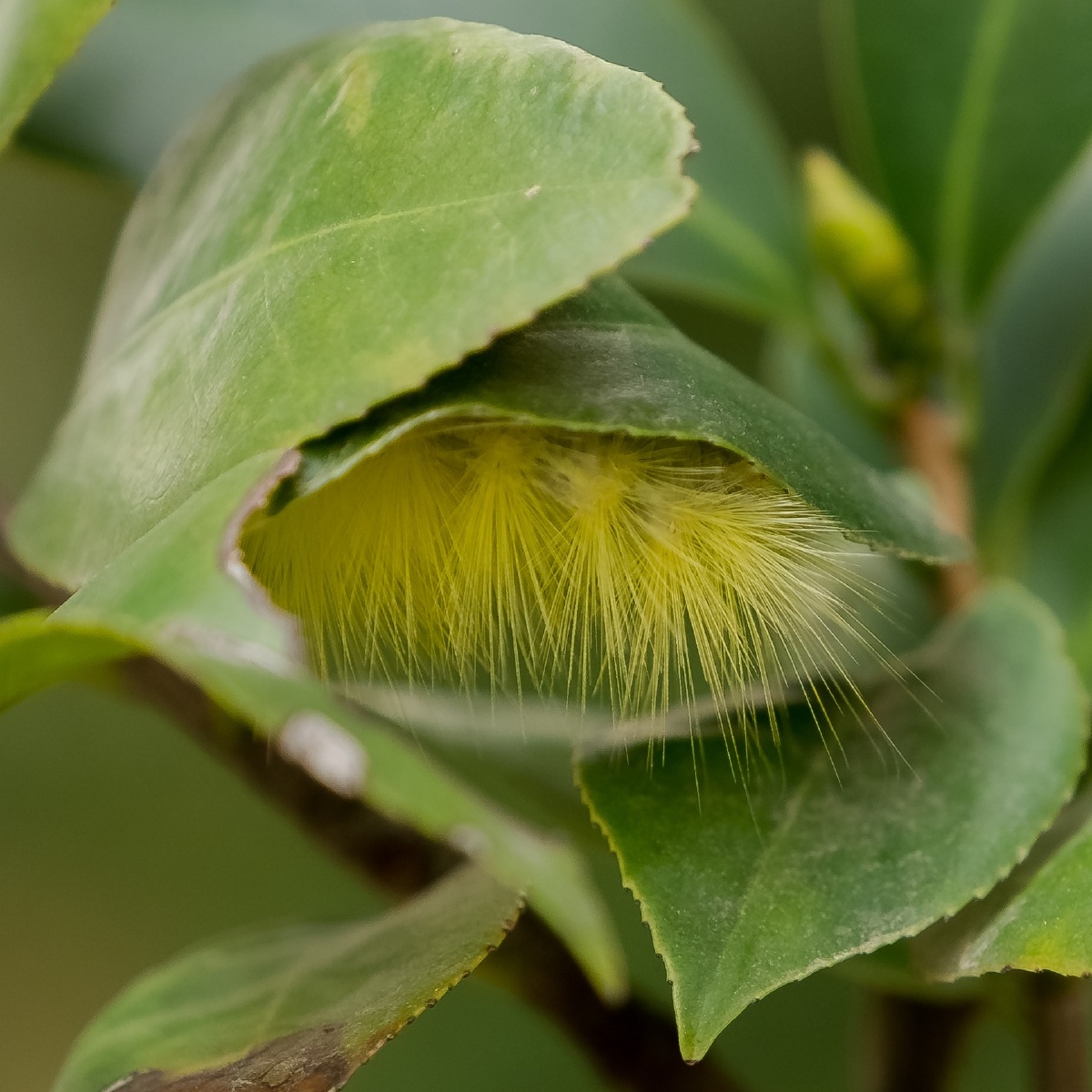 茶树上的毛毛虫