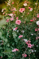 _DSF1601-80