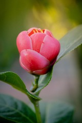 _DSF0426-27
