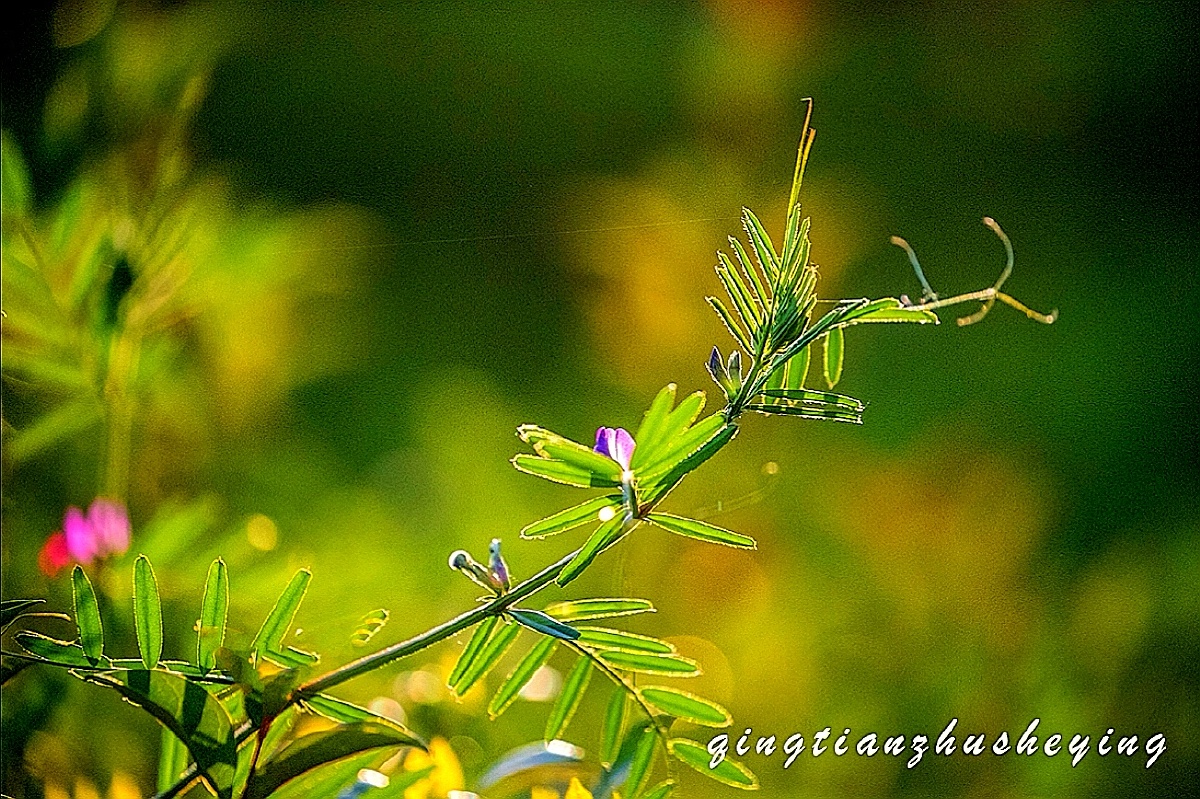 奇迹时间叶子花植物摄影爱好者色彩大自然风光逆光小草擎天柱561关注