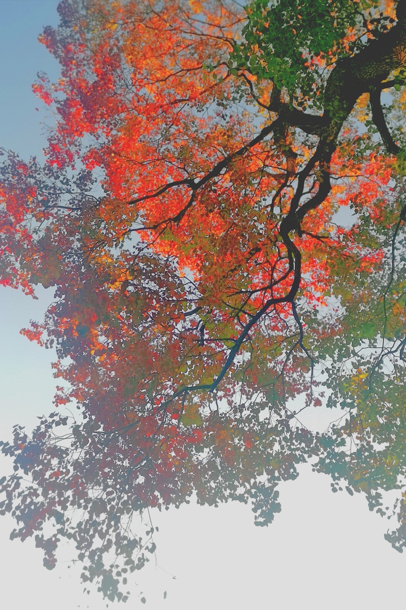 斑斓乌桕树的秋天