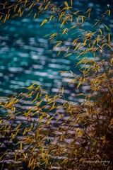 潭幽竹茂