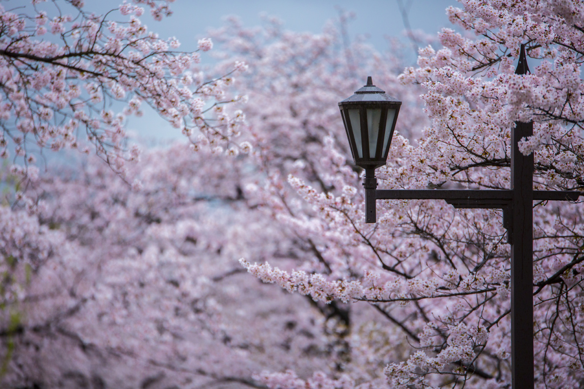 上野的樱花烂漫的时候