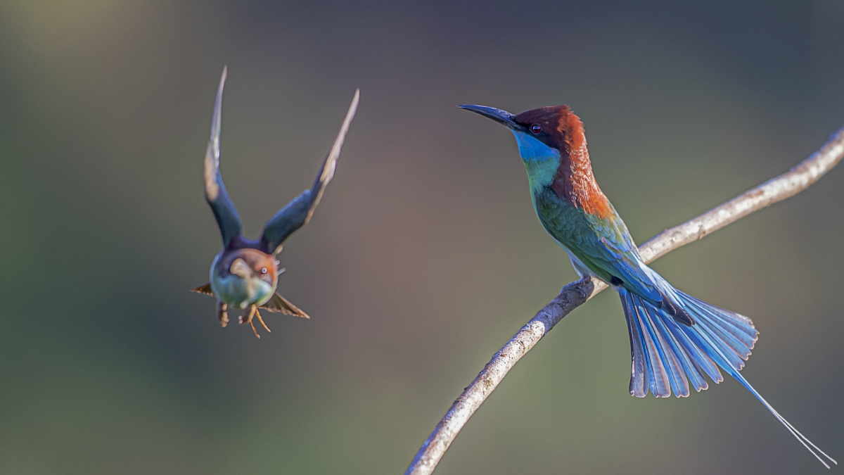 中国最美小鸟蓝喉蜂虎