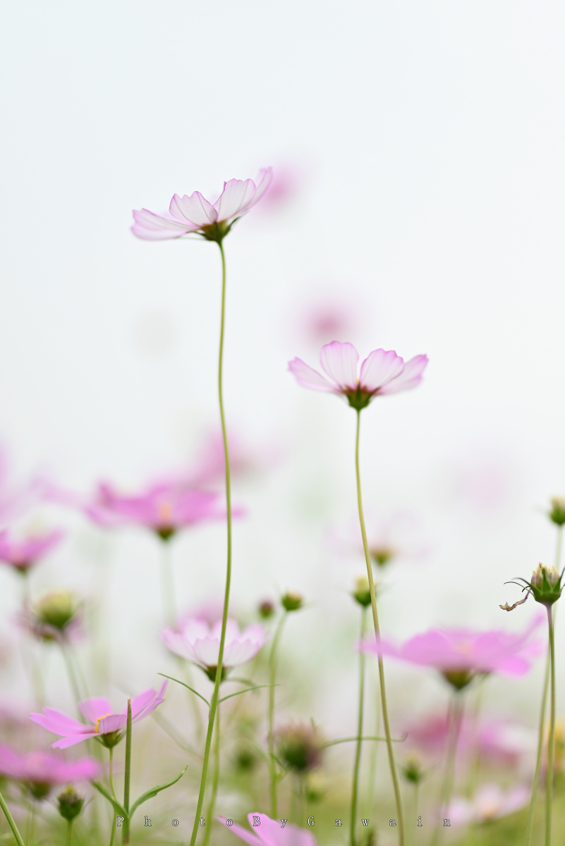 24日拉黑gawainlee因为背景干净2021年3月27日拉黑静雅斋漂亮的格桑花