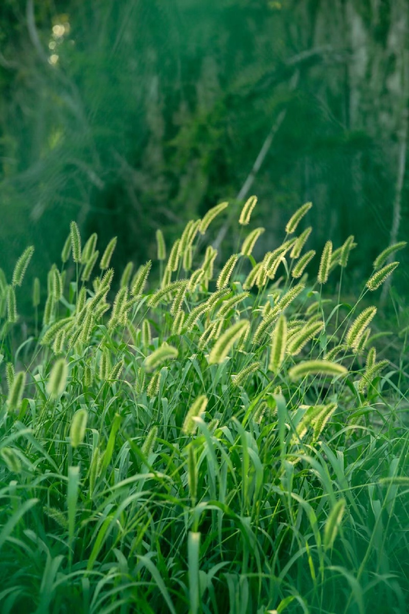 盎然生机的绿