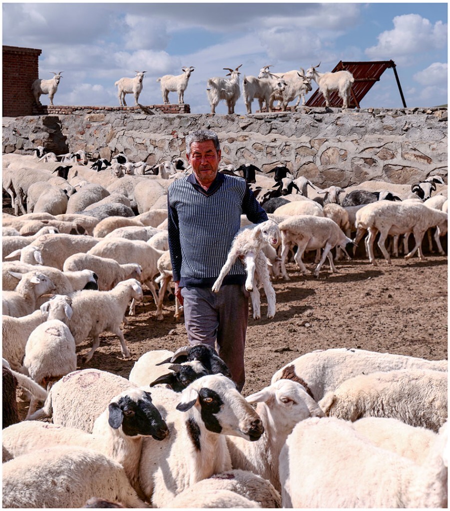 北京养羊养殖场,河北省最大养羊基地一般补贴50只羊