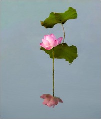 一株荷花一句禅 一缕清香一个愿