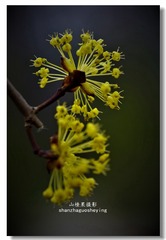 _IGP1779