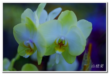 _IGP5255 - 