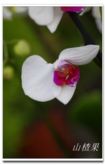 _IGP5243 - 