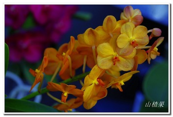 _IGP5246 - 