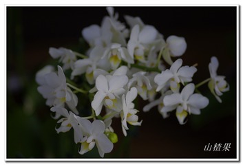 _IGP5247 - 