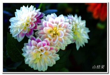 _IGP5262 - 