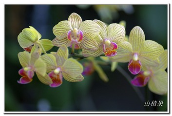 _IGP5250 - 