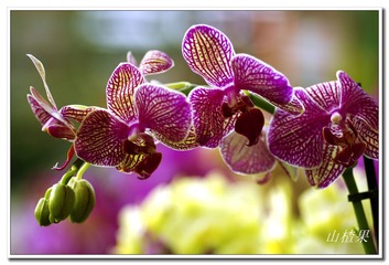 _IGP5239 - 