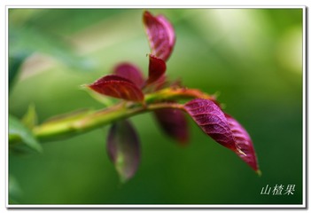 _IGP3775